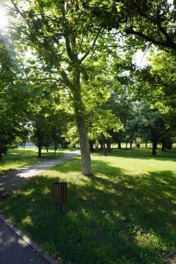 Güneşli bir günde parkta güzel ağaçlar