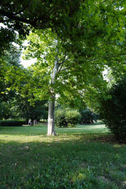 Güneşli bir günde parkta güzel ağaçlar