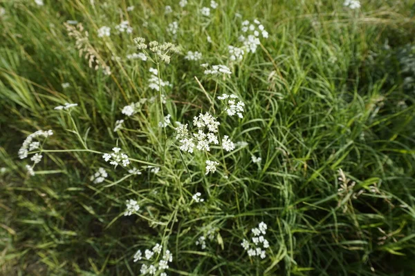 Pequenas Flores Brancas Planta — Fotografia de Stock