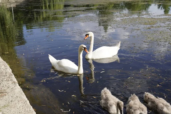 Belos Brancos Cisne Família Lago Natural — Fotografia de Stock