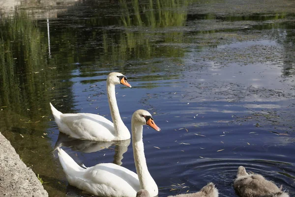 Hermosa Familia Cisnes Blancos Lago Natural — Foto de Stock