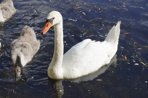 Hermoso Cisne Blanco Macho Nada Lago — Foto de Stock