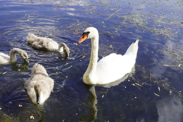 Красивая Семья Белых Лебедей Природном Озере — стоковое фото