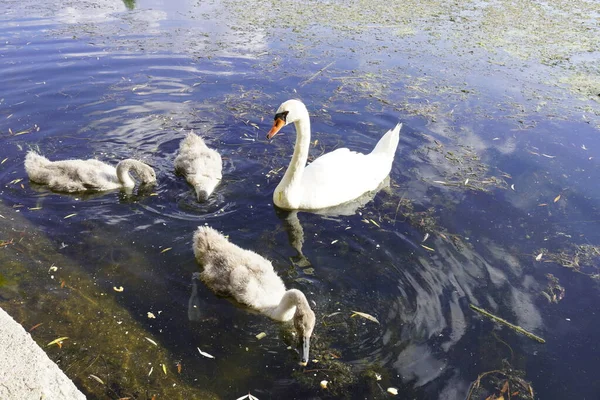 Красивая Семья Белых Лебедей Природном Озере — стоковое фото