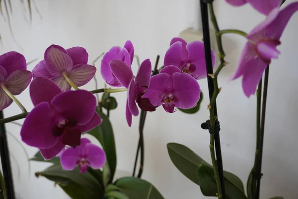 Mor Orkide Çiçeği Phalaenopsis Falaenopsis Veya Falah — Stok fotoğraf