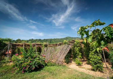 Kamboçya 'nın organik biber çiftliğinde yetişen biberli sarmaşıklar.