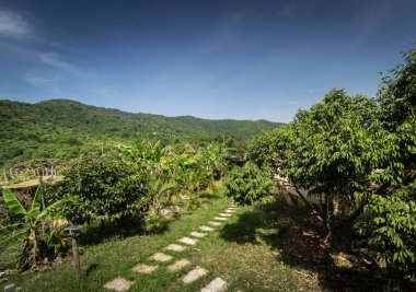Kamboçya yakınlarında güneşli bir günde organik tropikal meyve çiftliği manzarası