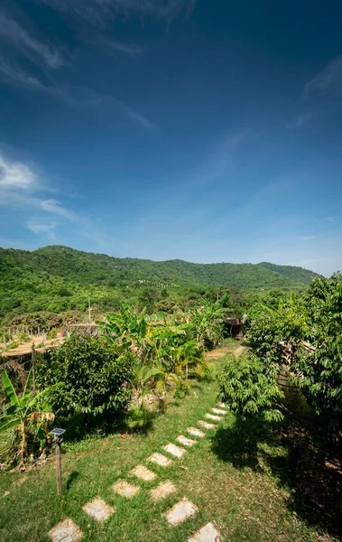 カンポット カンボジア近くの晴れた日のオーガニック トロピカルフルーツ ファーム プランテーション風景 — ストック写真