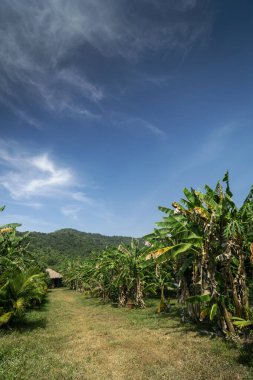 Kamboçya yakınlarında güneşli bir günde organik tropikal meyve çiftliği manzarası