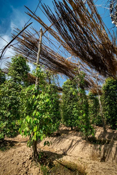 Árboles Pimienta Que Crecen Granja Pimienta Natural Orgánica Cerca Kampot — Foto de Stock