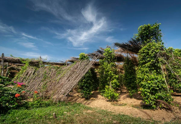 Granja Pimienta Orgánica Árboles Pimienta Vista Cultivo Kampot Camboya —  Fotos de Stock