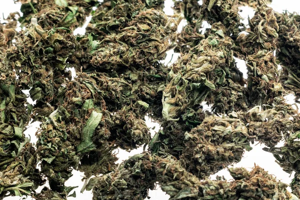 Thai Marijuana Medica Germogli Cannabis Primo Piano Sfondo Studio Bianco — Foto Stock