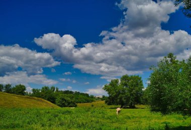 Yaz kırsal arazisi, kır çiçekli çayır, gökyüzü ve bulutlu manzara.
