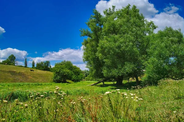 Yaz kırsal arazisi, kır çiçekli çayır, gökyüzü ve bulutlu manzara.