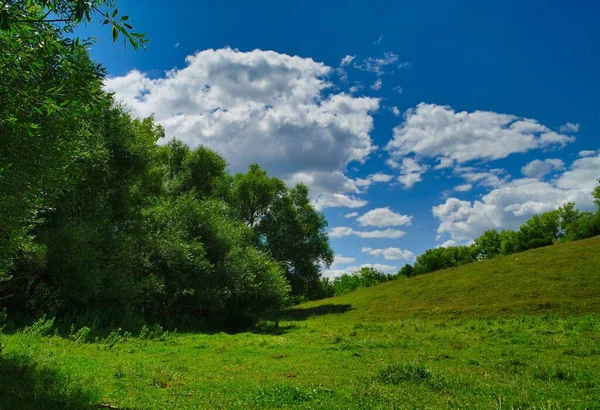 Yaz kırsal arazisi, kır çiçekli çayır, gökyüzü ve bulutlu manzara.