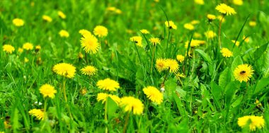 Parkta ilkbahar, yeşil çimlerde sarı karahindibalar