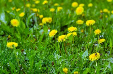 Parkta ilkbahar, yeşil çimlerde sarı karahindibalar