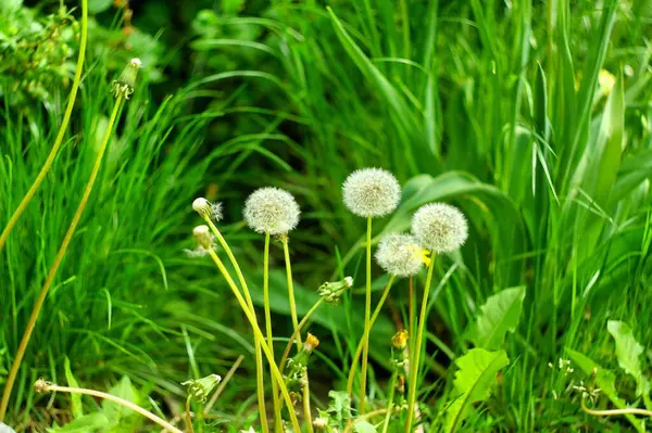 Primavera Nel Parco Denti Leone Gialli Sull Erba Verde — Foto Stock