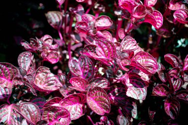 Iresine bitkisel bitki, araranth ailesi, araranthaceae, eşsiz kırmızı ve siyah doğal arkaplan