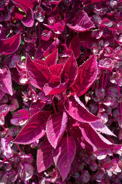 Iresine bitkisel bitki, araranth ailesi, araranthaceae, eşsiz kırmızı ve siyah doğal arkaplan