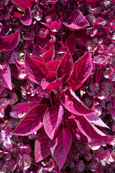 Iresine bitkisel bitki, araranth ailesi, araranthaceae, eşsiz kırmızı ve siyah doğal arkaplan