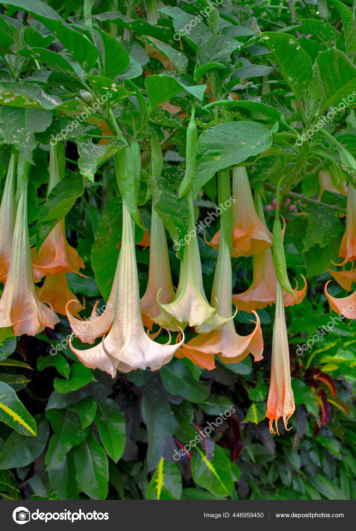 许多黄色的布鲁曼西亚人在花园里叫天使小号或大豆花 图库照片 C Tsolie