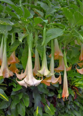 Birçok sarı Brugmansiya 'nın adı meleklere trompet ya da bahçede açan Datura çiçekleri..
