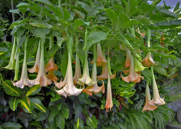 Birçok Sarı Brugmansiya Nın Adı Meleklere Trompet Bahçede Açan Datura — Stok fotoğraf