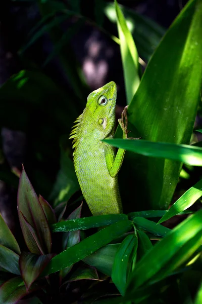 Zielony Gecko Skierowany Górę Zielonej Gałęzi Liśćmi Tle — Zdjęcie stockowe