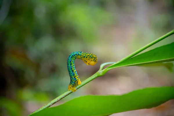Yeşil, mavi ve sarı tırtıl doğal arka planda