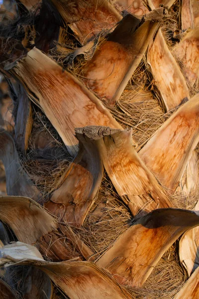Palmiye ağacı dokusu. Ağaç kabuğu arka planı. Egzotik ağaç deseni. Yaz dokusu. Palmiye ağacı gövdesi yapısı.