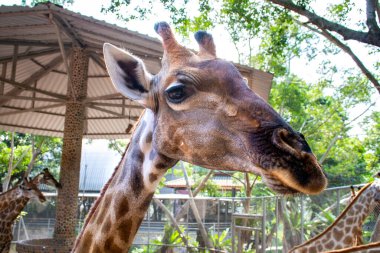 Hayvanat bahçesindeki zürafalar, güzel doğal ortam. Pattaya, Tayland.