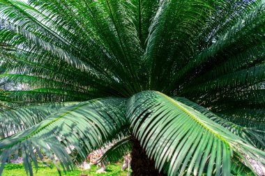 Egzotik bir tatil köyünde yetişen tropik hindistan cevizi palmiyelerinden oluşan büyük yeşil bir taç. Büyük dalları olan bir palmiye ağacı. Tayland, Pattaya