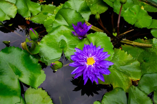 Lotus çiçeği makrofotoğrafçılığı, Tayland 'da seramik bir kasede.