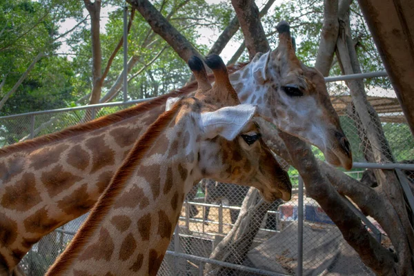 Giraffes in the zoo, beautiful natural environment. Pattaya, Thailand.