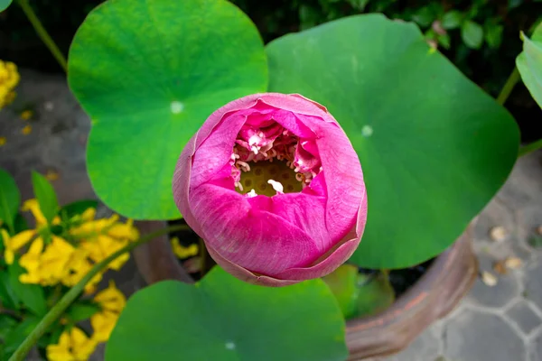 Makrofotografia Kwiatu Lotosu Ceramicznej Misce Tajlandia Obrazy Stockowe bez tantiem