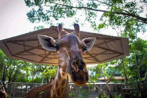 Жирафы Зоопарке Красивая Природная Среда Паттайя Таиланд Лицензионные Стоковые Фото