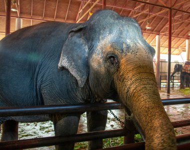 Pattaya, Tayland - 21 Ocak 2019: Fil Madame Nong Nooch Botanik Bahçesinde ziyaretçi bekliyor
