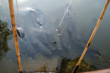 Pattaya, Tayland. Madam Nong Nooch 'un parkındaki gölde balık besliyorum.