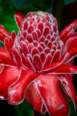 Madam Nong Nooch, Pattaya, Tayland 'daki parkta kızıl meşale çiçeği.