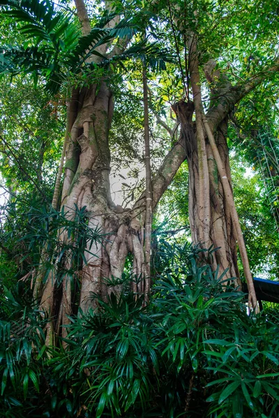 Nong Nooch Tropischer Botanischer Garten Pattaya Thailand Einem Bewölkten Tag — Stockfoto