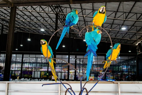 Pattaya Tayland Madam Nong Nooch Parkındaki Papağanlar — Stok fotoğraf