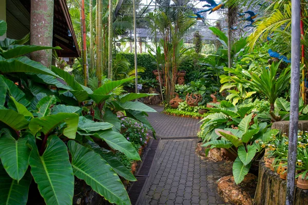 Nong Nooch Jardim Botânico Tropical Pattaya Tailândia Dia Nublado — Fotografia de Stock