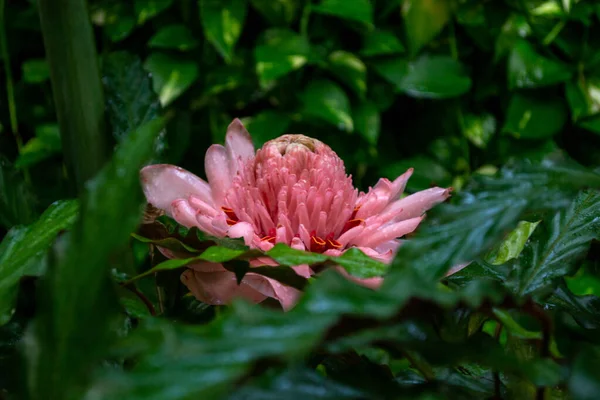 Pink Torch Ginger Flower Park Madame Nong Nooch Pattaya Thailand — Stock Photo, Image