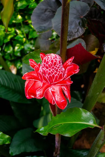 Antorcha Roja Flor Jengibre Parque Madame Nong Nooch Pattaya Tailandia — Foto de Stock