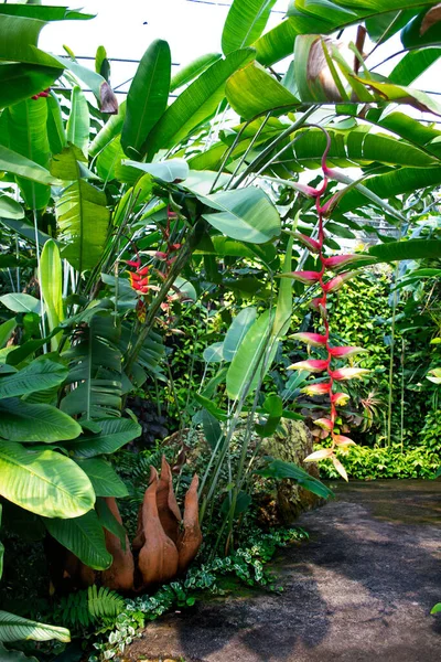 Nong Nooch Tropikalny Ogród Botaniczny Pattaya Tajlandia Pochmurny Dzień — Zdjęcie stockowe