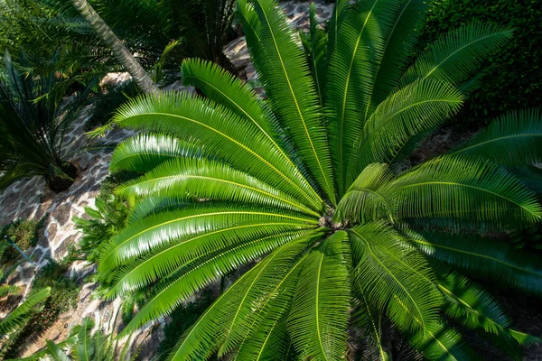 Palmiye Ağacı Arka Planı Ağacın Üst Dokusu Yeşil Yapraklar Egzotik — Stok fotoğraf