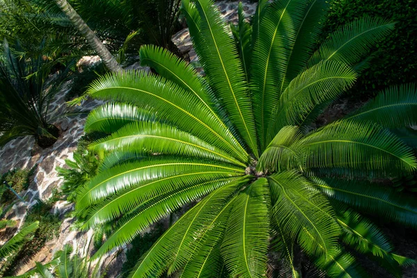 Palm Tree Background Tree Top Texture Green Leaves Exotic Summer — Stock Photo, Image