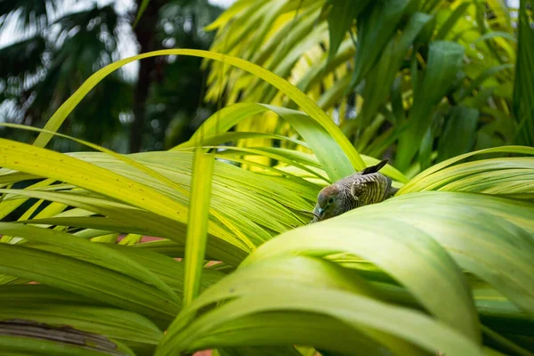 Palme Hintergrund Vogel Auf Dem Palmenblatt Grüne Blätter Exotischen Sommer — Stockfoto