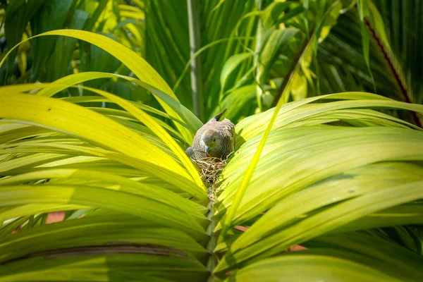 Palme Hintergrund Vogel Auf Dem Palmenblatt Grüne Blätter Exotischen Sommer — Stockfoto